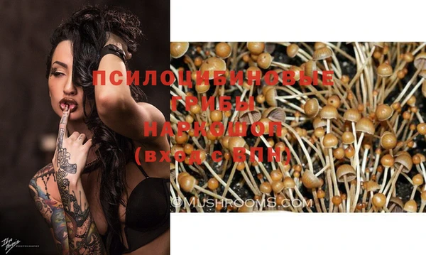 PSILOCYBIN Покачи