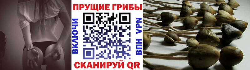Галлюциногенные грибы Psilocybe  магазин  наркотиков  Новомосковск 